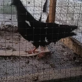 Kepteri