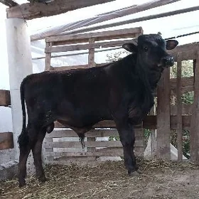 Șwed Öküz