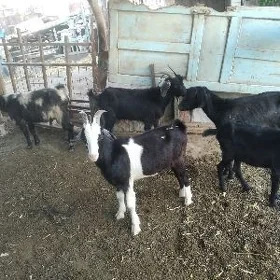 geçi we serke