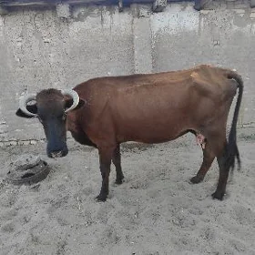 Satlyk Sygyr