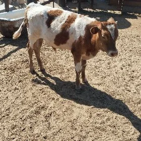 Göle