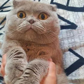 Шотландские килты КОТЫ