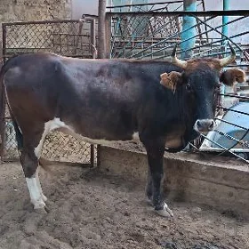 4 yaş gysyr sygyr