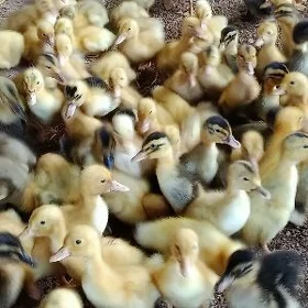 ýaşylbaş ördek jüýje