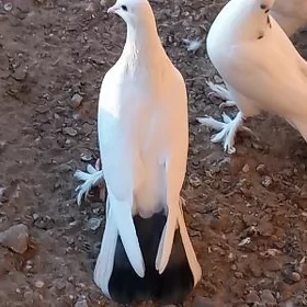 kepderi