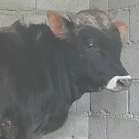 BAKYDA DURAN TOHUM ÖKIZ