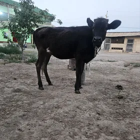 Tohum tuwe