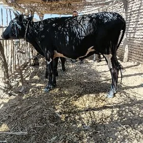 gibrit paroda
