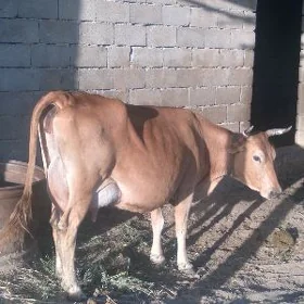 Sygyr Göleli