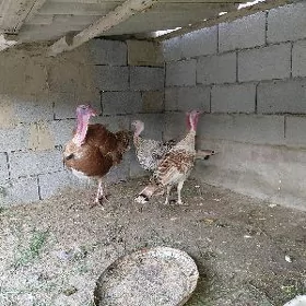 induk owgan paroda