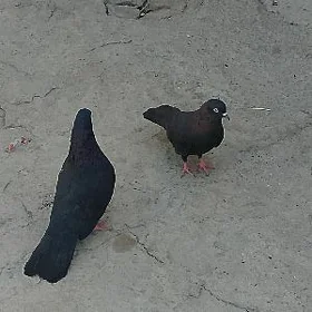 kepderi