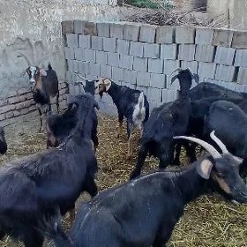 Geciler