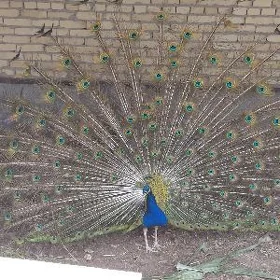 tawus