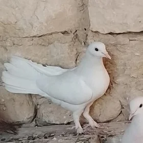 kepderiKepderi