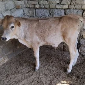 ARASSA ŞWES OKÜZ