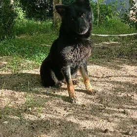 афчарка afcarka