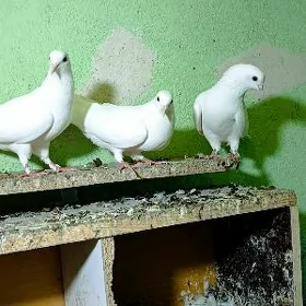 kepderi