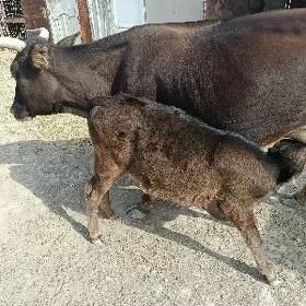 tanaly sygyr