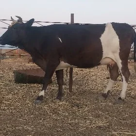 göleli.