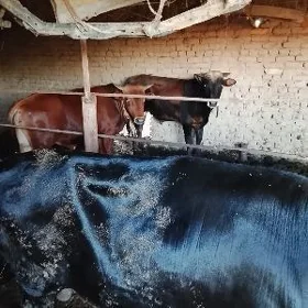 Öküzler bakymda duran