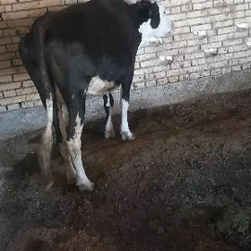 Bogaz Galyşdeýin
