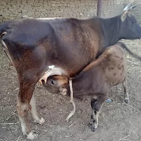 Goleli sygyr