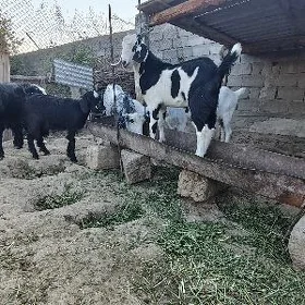 pakisdan teke