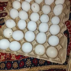 gak gak yumurtga