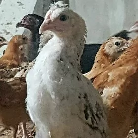 bolgar tohum juyje