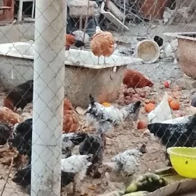 балгар