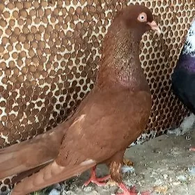 kepderi