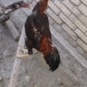 Baysok horaz