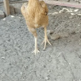 Baysok towuk