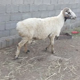 Tohum goç