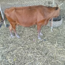 Bogaz sygyr