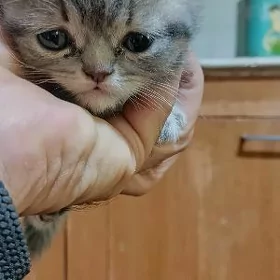 Вислоухий, шотландский