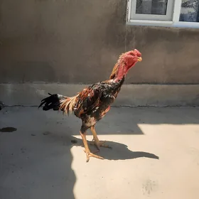 baýsok horaz