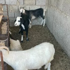 Geci