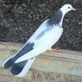 kepderi