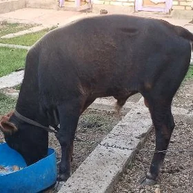 Ökūz