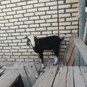 Geçi