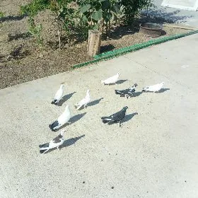 Kepderi