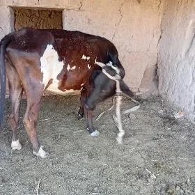 Sygyr Şwes