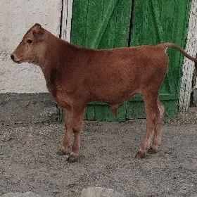 okuzce
