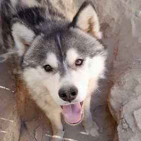 haski