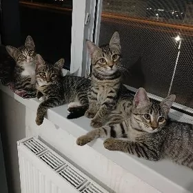 Котята