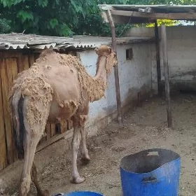 Ogşuk