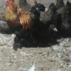 Bramma