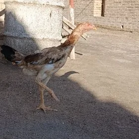 Baýsol towuk