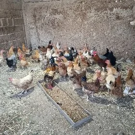 towuklar